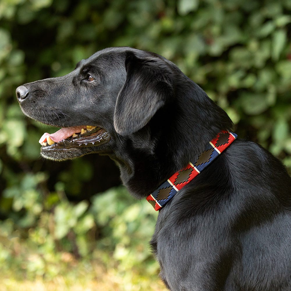 Benji &amp; Flo Sublime Polo Leather Dog Collar image 9